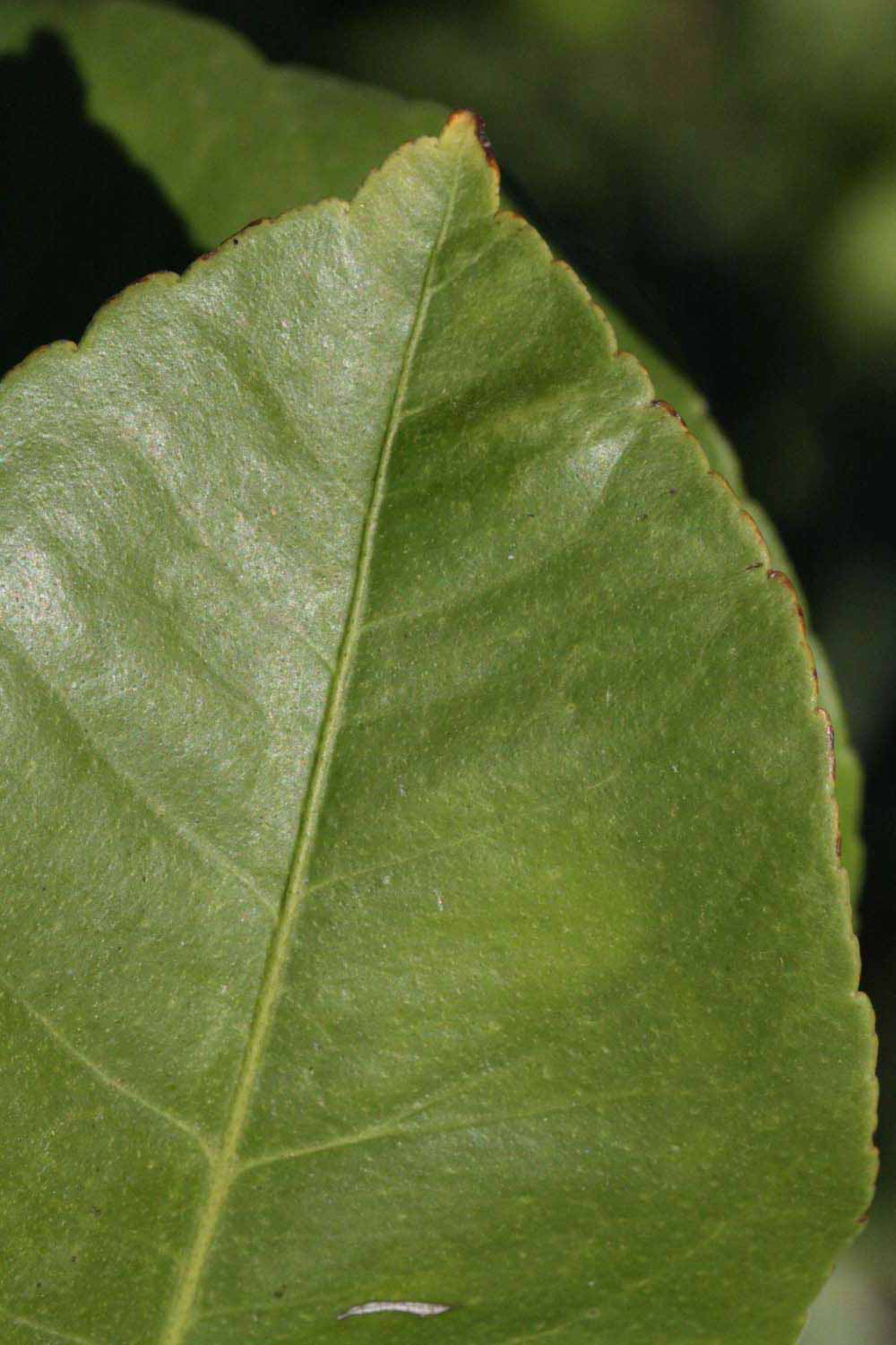              Margin (Riverside, CA)       